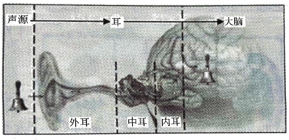 聽(tīng)覺(jué)系統(tǒng)的構(gòu)造與功能—?聽(tīng)覺(jué)的產(chǎn)生