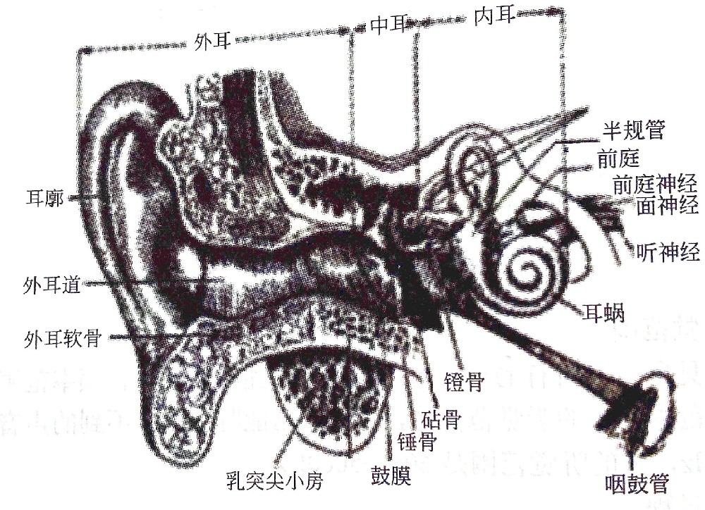 聽(tīng)覺(jué)系統(tǒng)的構(gòu)造與功能—?耳的構(gòu)造（一）