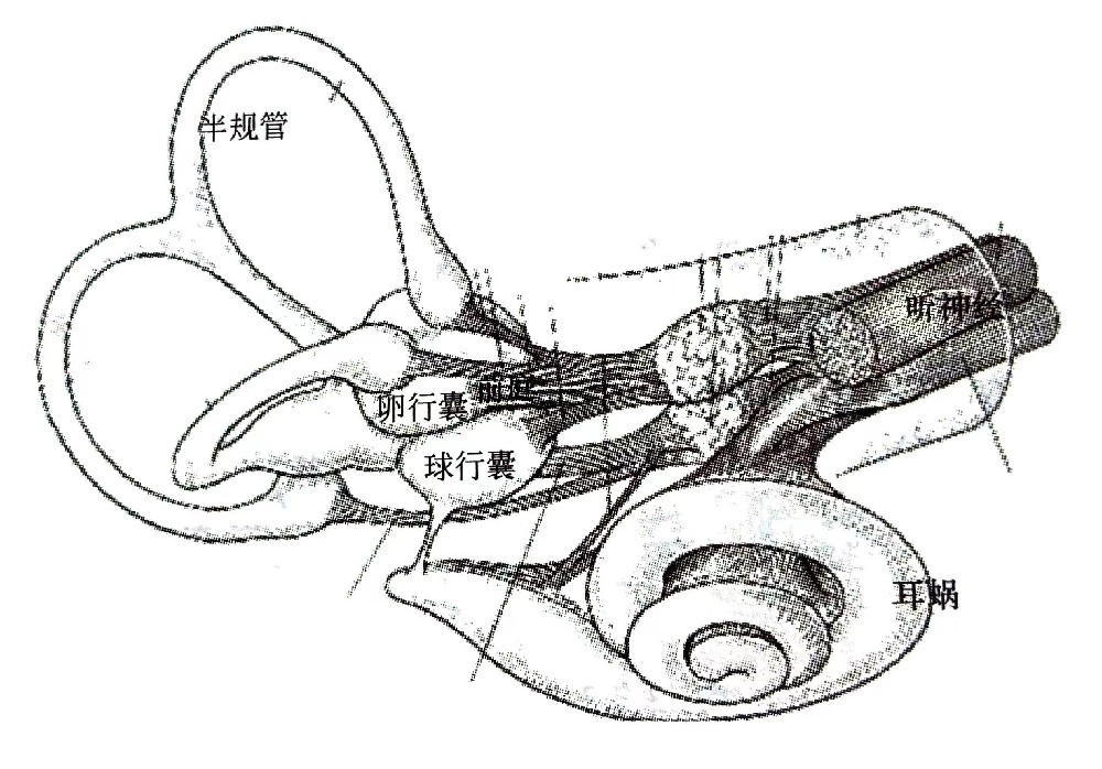 聽(tīng)覺(jué)系統(tǒng)的構(gòu)造與功能—?耳的構(gòu)造（二）